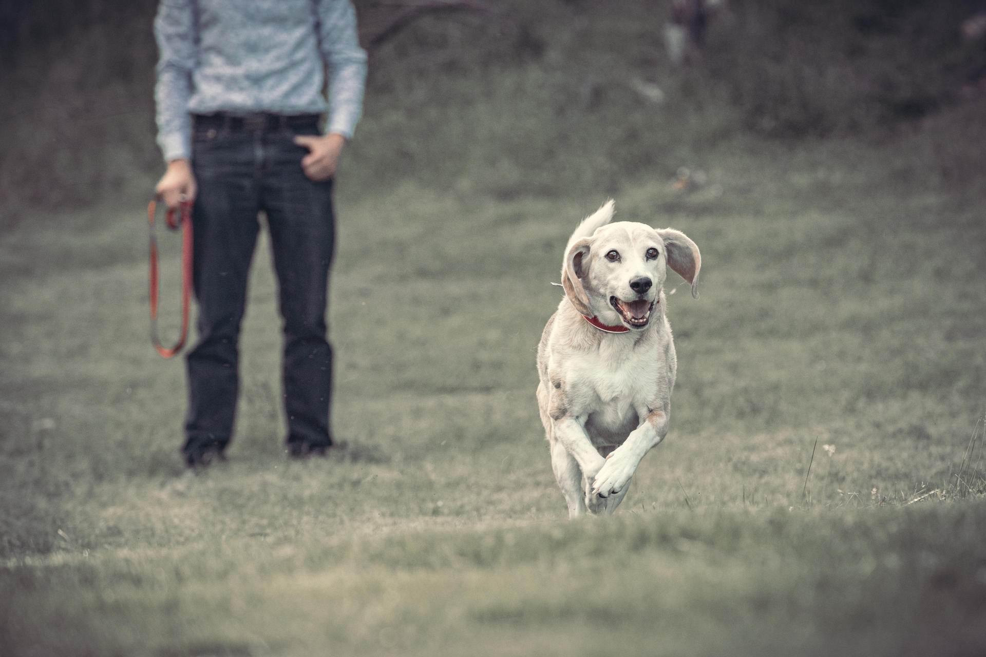 Charlie running towards the camera.